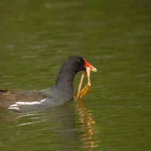 Redwell   June 2016   D3s (294 Of 297).jpg